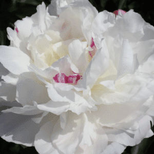 Close-up of a white peony flower with delicate petals and pink accents.
